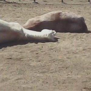 Meet your Posher, Debra